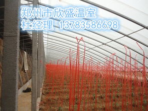 河南郑州几型钢蔬菜大棚骨架 匠心制作，助力现代农业高效发展